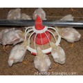 (RCNH) Automatic feeding pan for broilers